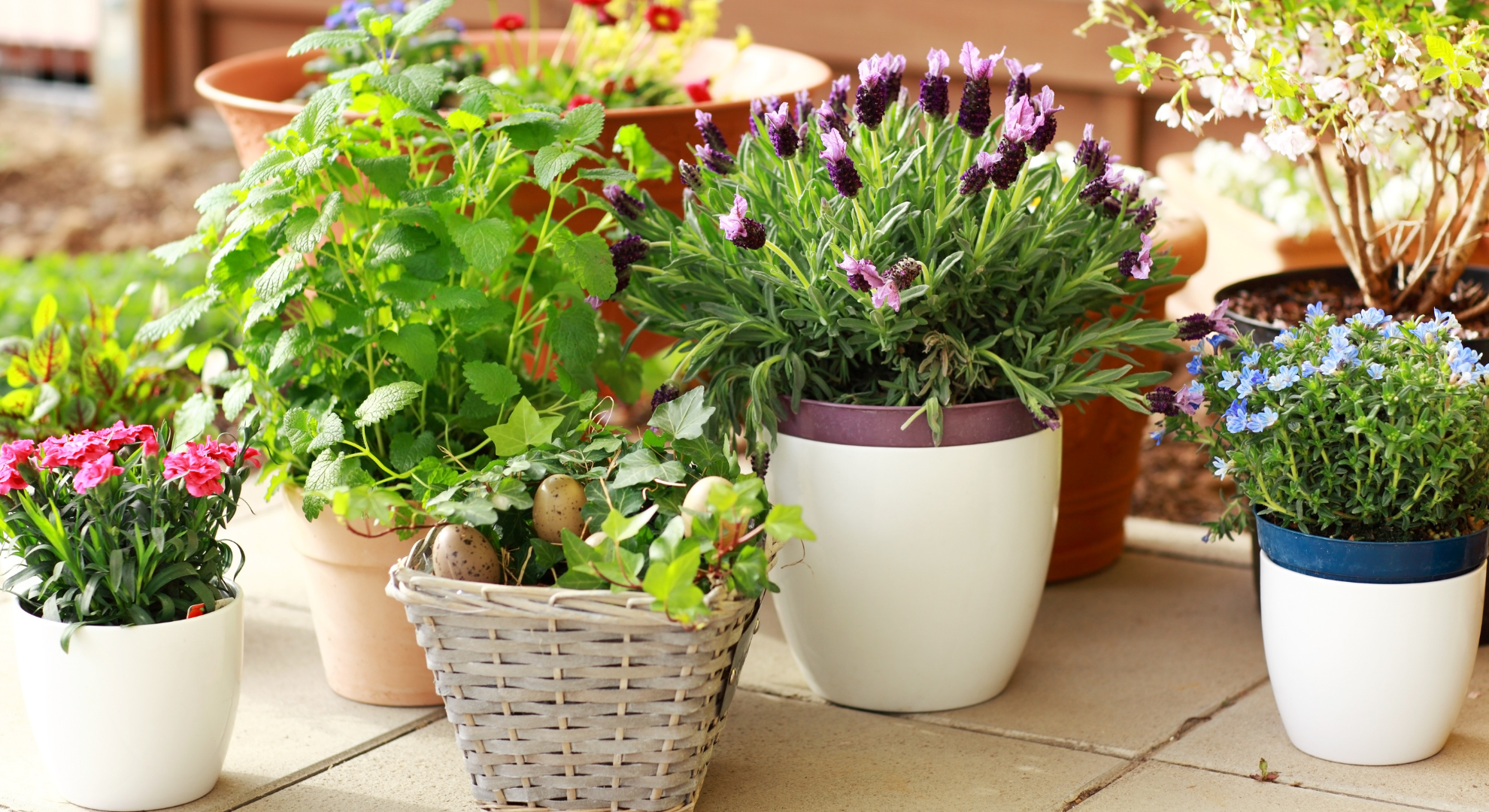 Plant Sale – Ottery St Mary