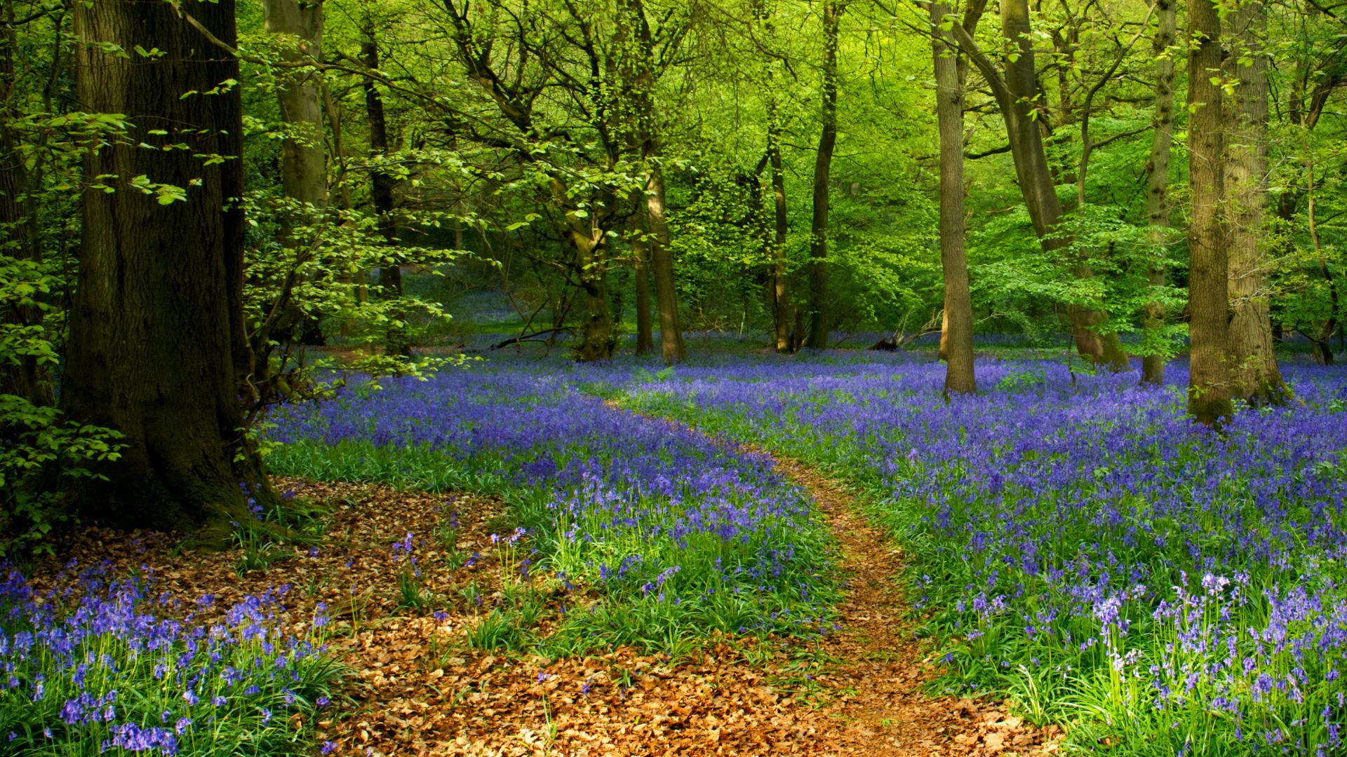Walking to ease grief