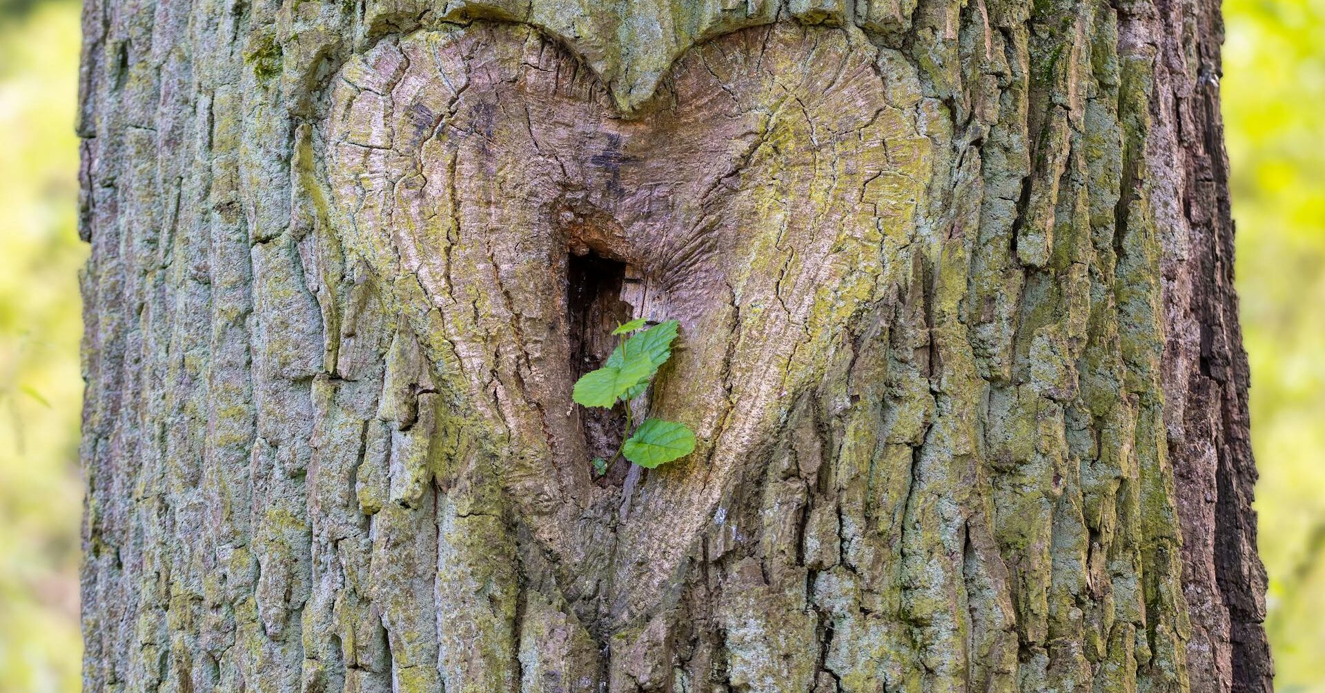 Growing around grief