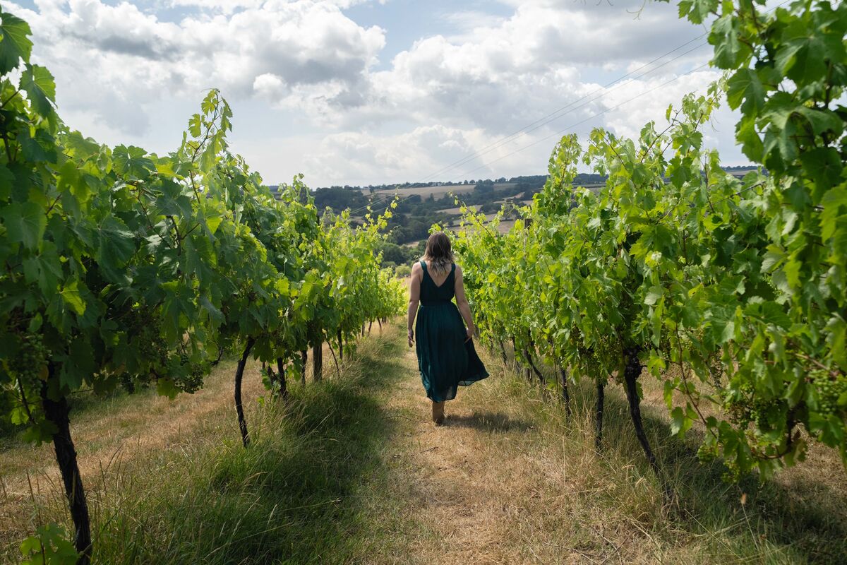 Open Garden Dalwood Vineyard 